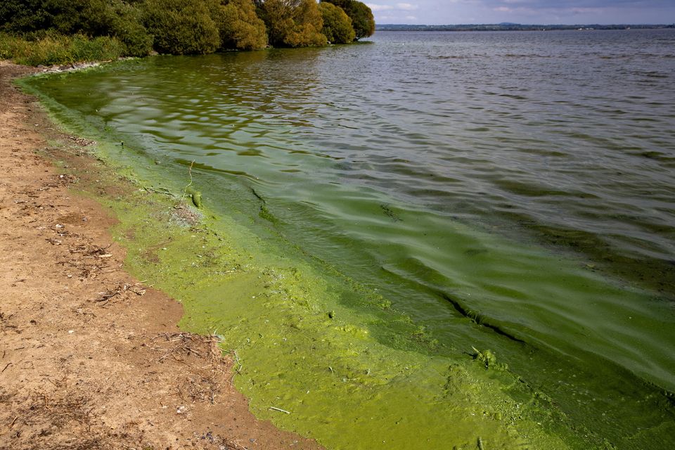 Lough Neagh: A case study in how capitalism kills the environment